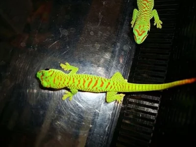 FELZUMA MADAGASKARSKÁ (phelsuma m. grandis)