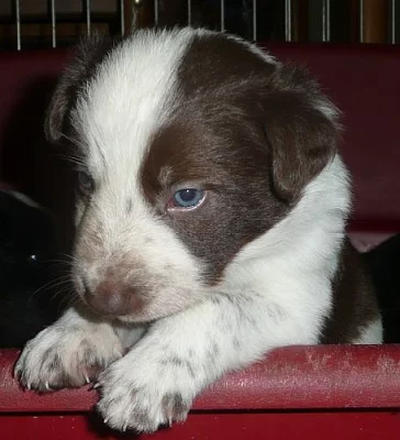 Border collie štěně