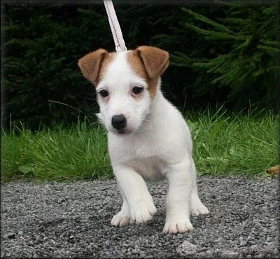 Jack russell terier