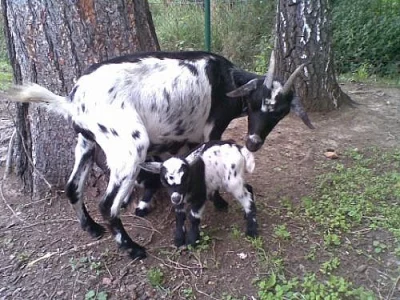 Holandská zakrslá koza