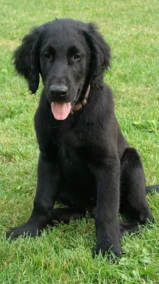 Flat coated retriever s PP černá štěňátka