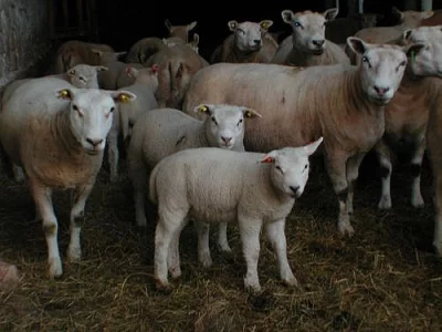 letošní jehničky TEXEL do chovu