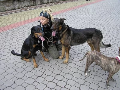 nabízíme mladého křížence ovčáka do dobrých rukou