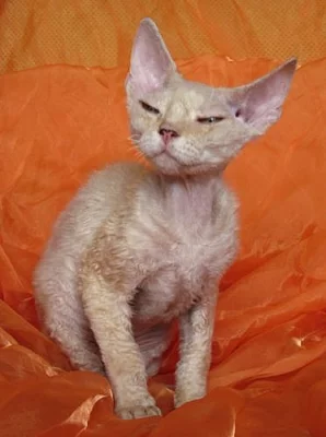 Devon rex nádherná koťátka