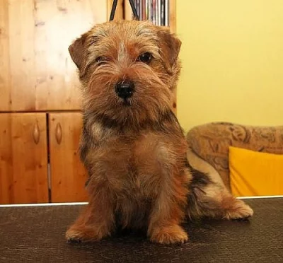 Norfolk terrier - štěňata s PP