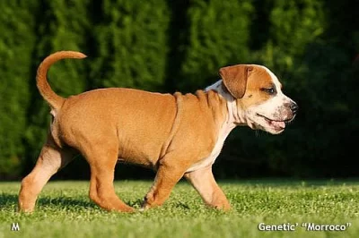 Štěňata Amerického PitBull Terriéra