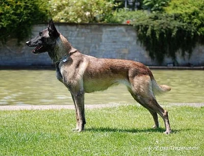 Belgický ovčák malinois