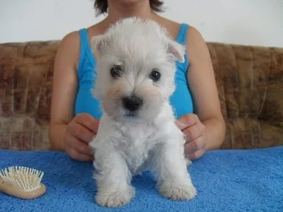 west highland white terrier