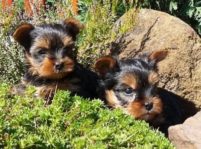 YORKSHIRE TERRIER-  JORKŠÍR