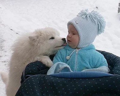 Samojed - štěňátka s PP