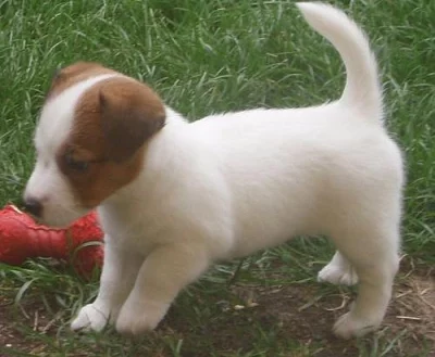 Jack Russell Teriér s PP - Poslední volná FENKA