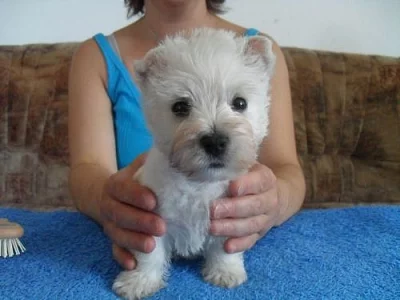 west highland white terrier