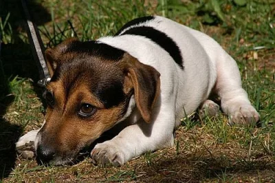 štěně, fenka Jack Russla Teriéra