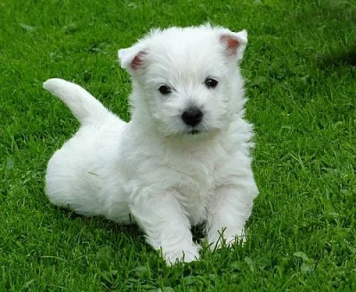 West highland white teriér