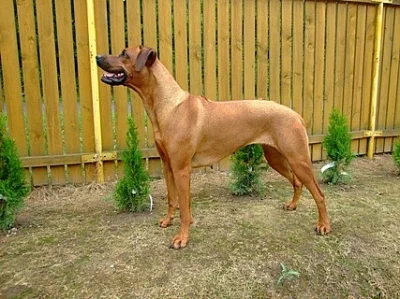 Rhodesian Ridgeback - štěňátka