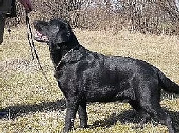 labradorský retriever