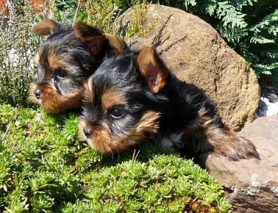 YORKSHIRE TERRIER-  JORKŠÍR