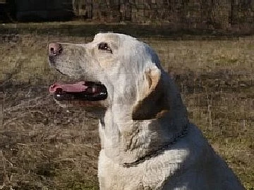 labradorský retriever