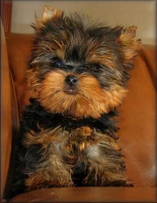 maličký Yorkshire terrier