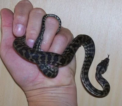 Morelia spilota variegata