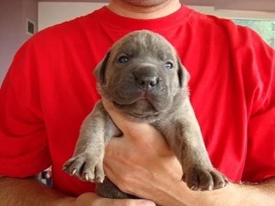 Štěňata Cane Corso