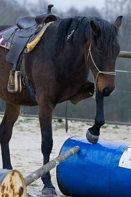 Ustájení horsemanship