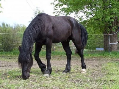 Welsh cob