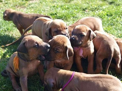 Rhodéský Ridgeback - prodej štěňat s PP 