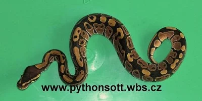 Krajta královská - python regius