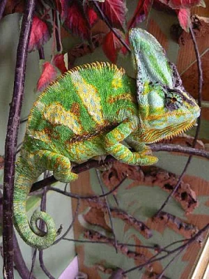 Chameleony - Ch. calyptratus