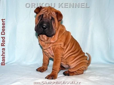 štěňata SHAR-PEI (šarpej)