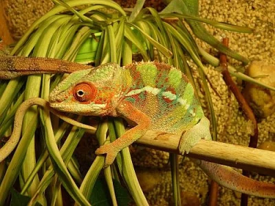 Furcifer Pardalis - AMBILOBE 