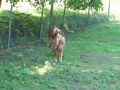 shetlandský ponny