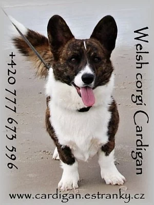 Welsh corgi Cardigan