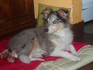 Šeltie-sheltie