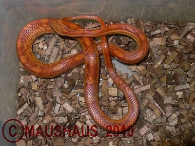 Pantherophis guttatus motley