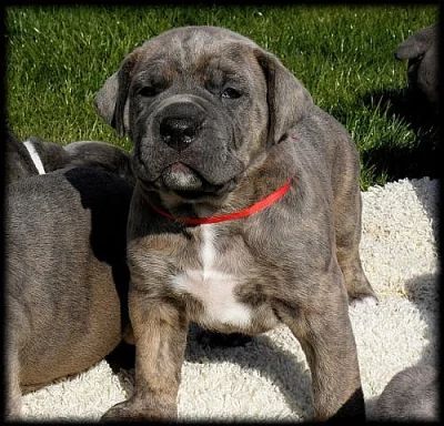 Cane corso s PP