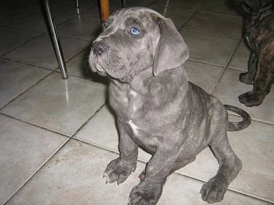 Štěnátka cane corso