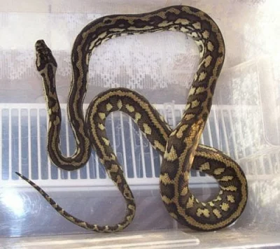 Morelia spilota variegata