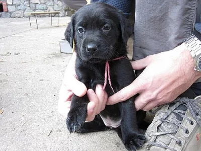 Štěňátka labradorského retrievera