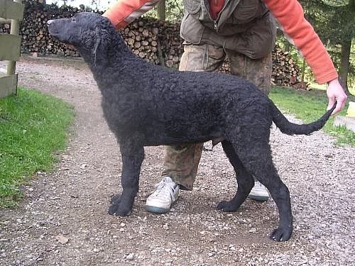 Curly coated retriever