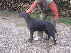 Curly coated retriever