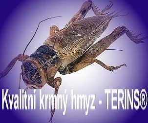 Chameleony, hroznýše, gekončíky, krmení -