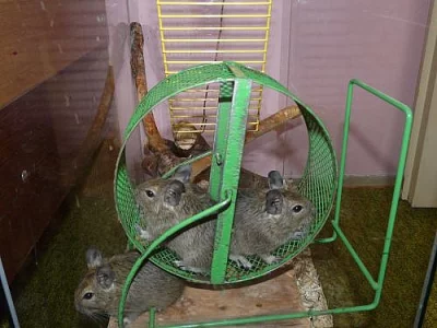 Osmak Degu