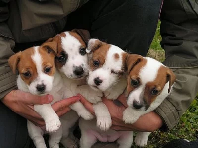 Štěňata Jack Russel Terrier s PP