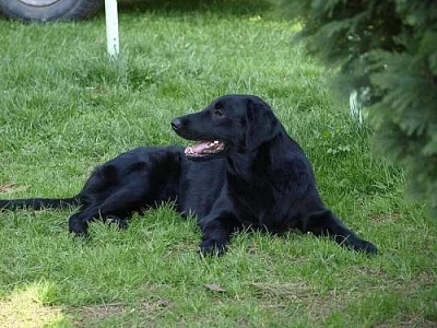 Flat Coated Retriever - příjem záznamu na štěňátka