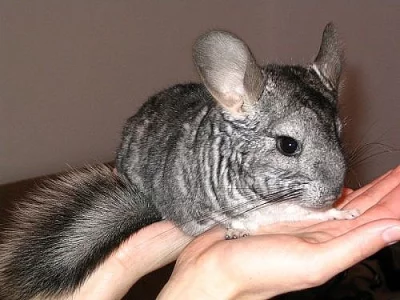 činčila PÁR (Chinchilla lanigera)