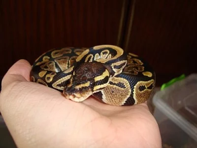 KRAJTA KRÁLOVSKÁ (python regius)