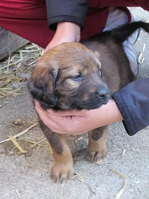 Fenka labradorského retrievera