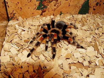 Prodám Brachypelma Smithi samička stáří cca 5let